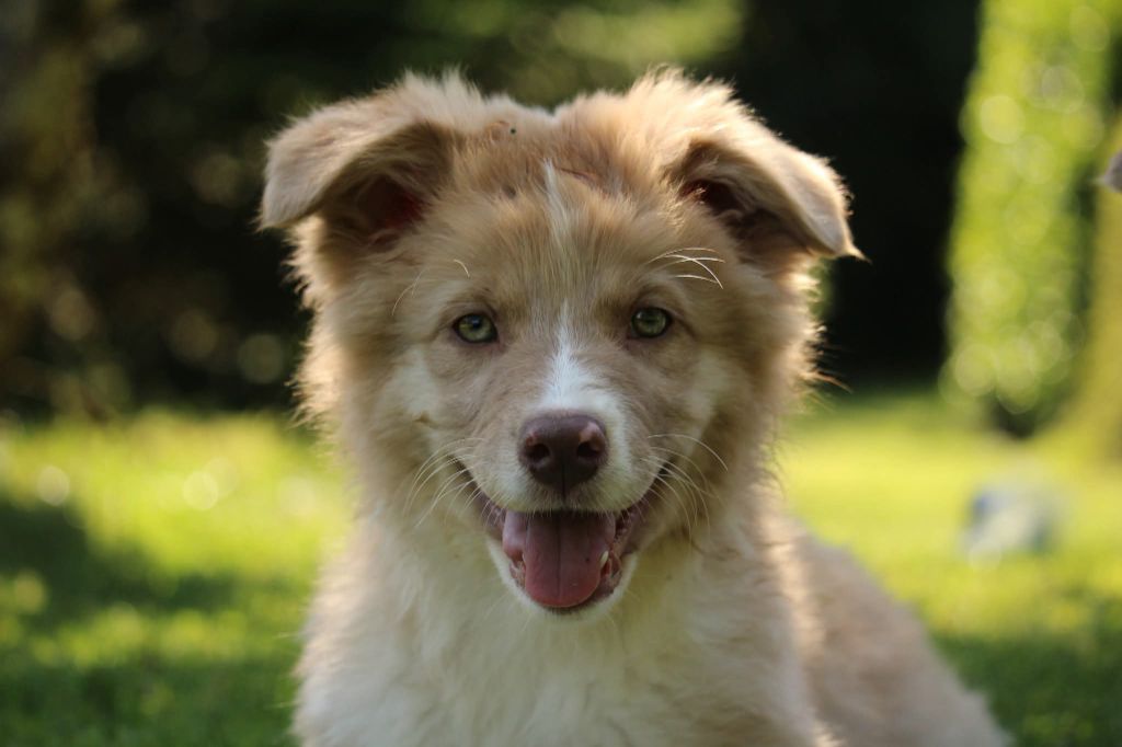 Of The Lion City - Chiots disponibles - Berger Australien