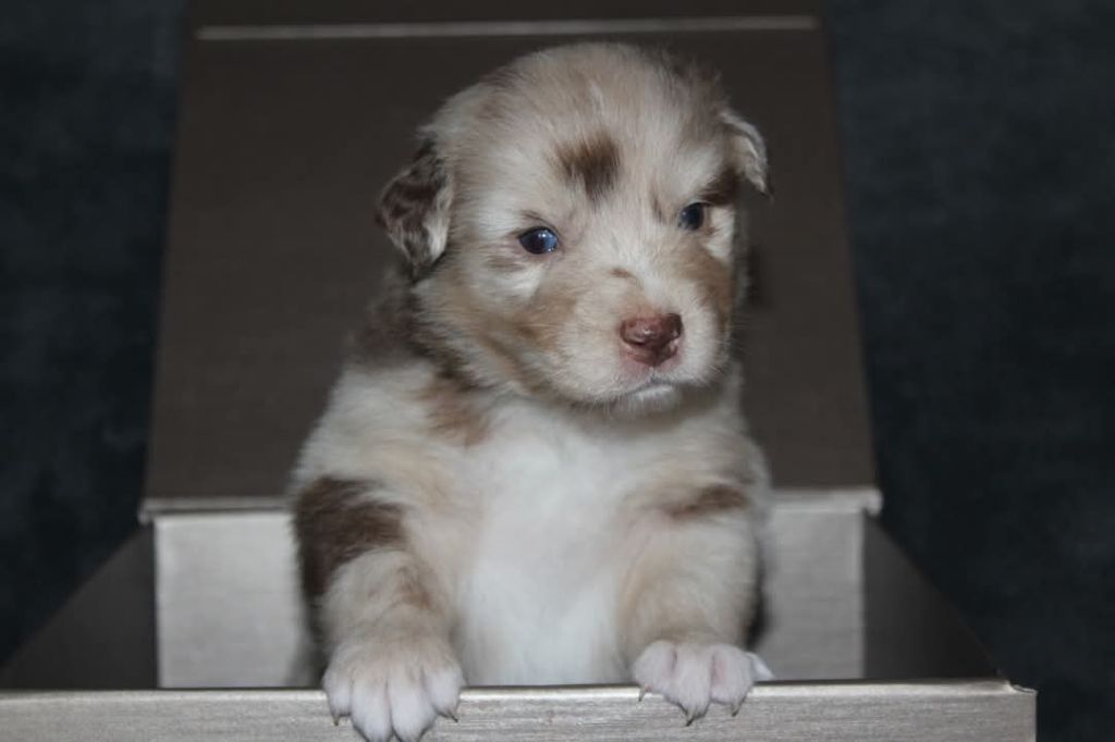 Of The Lion City - Chiots disponibles - Berger Australien