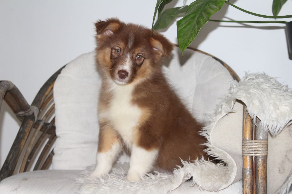 Of The Lion City - Chiots disponibles - Berger Australien