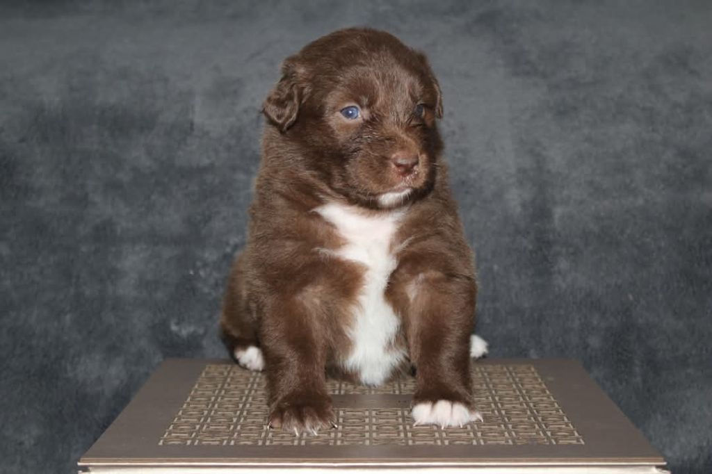 Of The Lion City - Chiots disponibles - Berger Australien