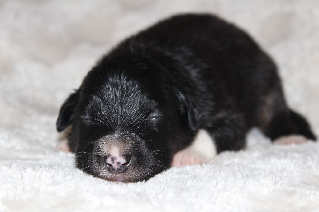 Of The Lion City - Chiots disponibles - Berger Australien