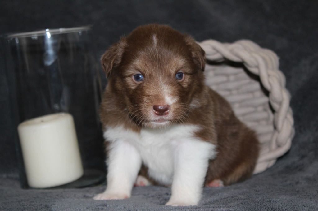 Of The Lion City - Chiots disponibles - Berger Australien