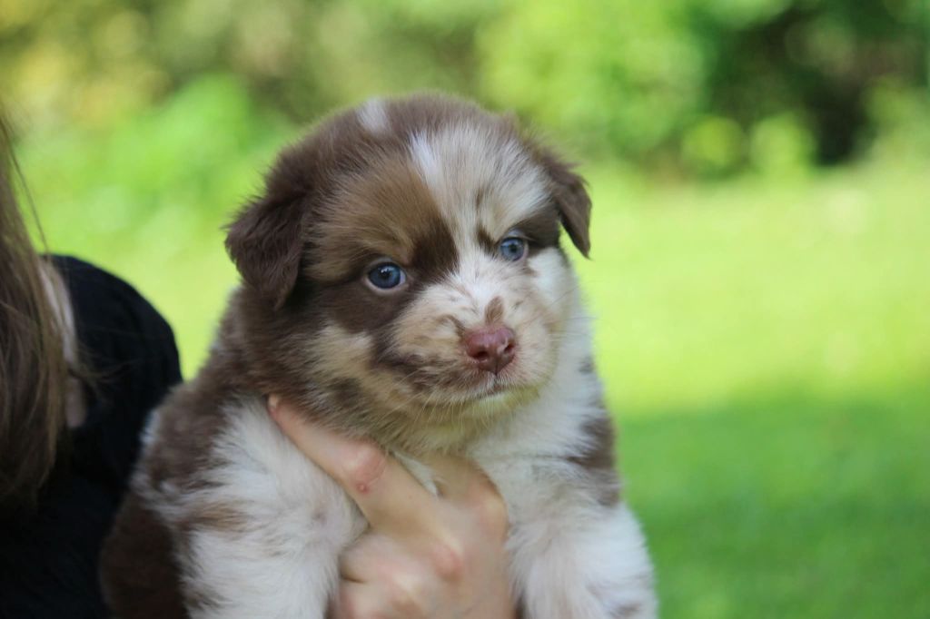 Of The Lion City - Chiots disponibles - Berger Australien