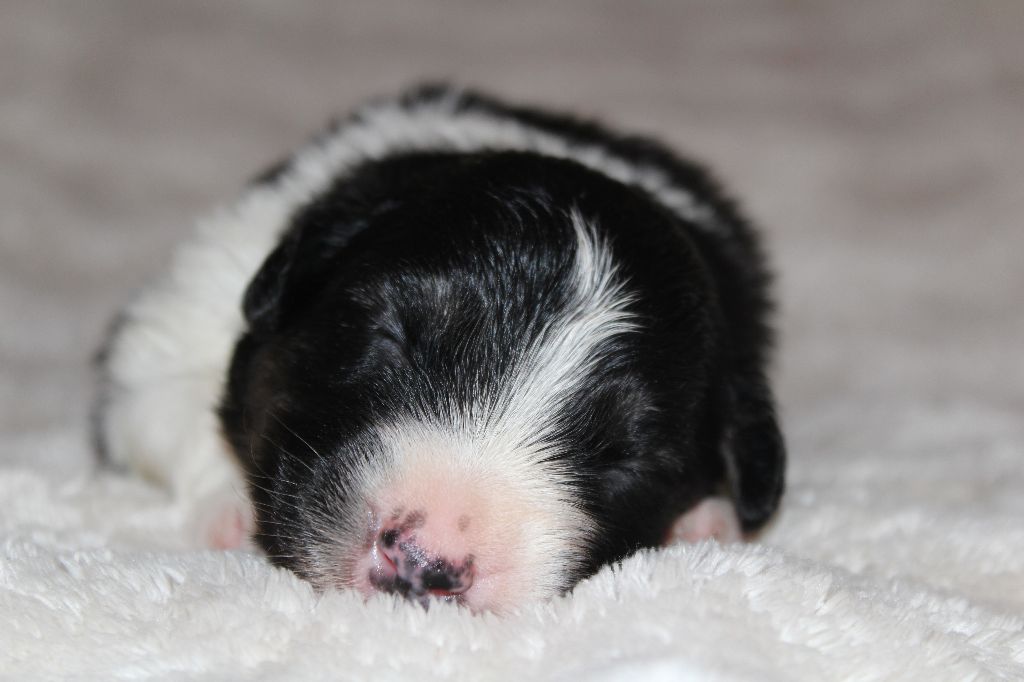 Of The Lion City - Chiots disponibles - Berger Australien