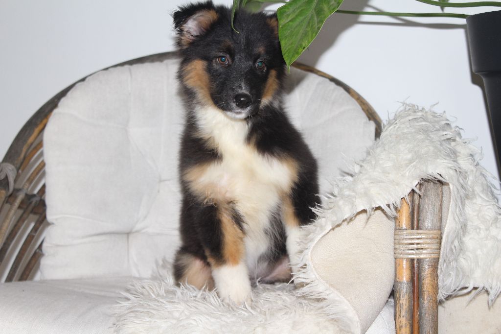 Of The Lion City - Chiots disponibles - Berger Australien