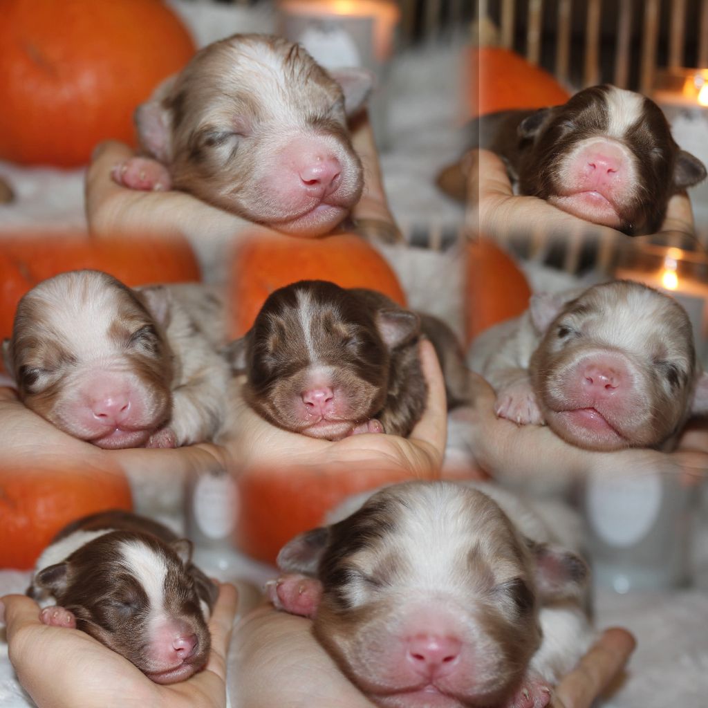 Chiot Berger Australien Of The Lion City