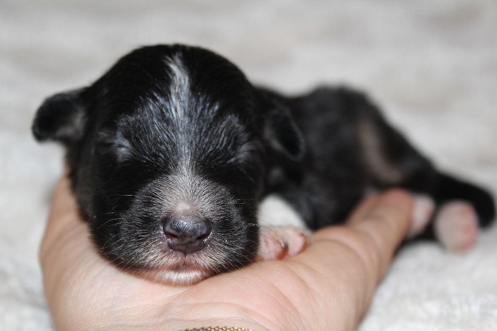 Of The Lion City - Chiots disponibles - Berger Australien