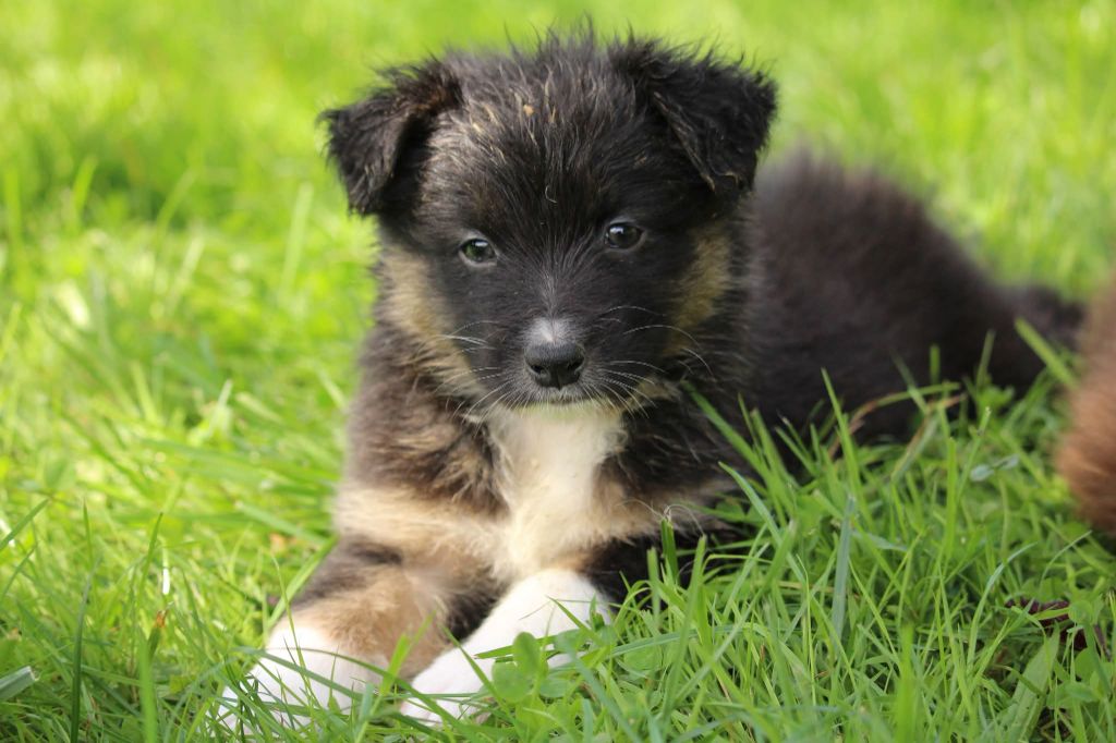 Of The Lion City - Chiots disponibles - Berger Australien