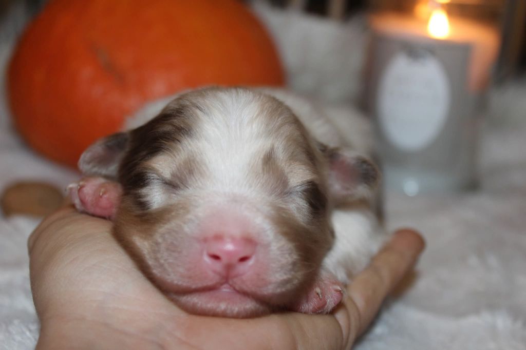 Of The Lion City - Chiots disponibles - Berger Australien