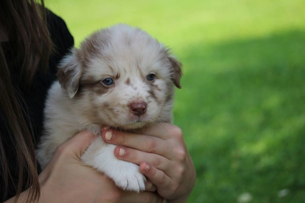Of The Lion City - Chiots disponibles - Berger Australien