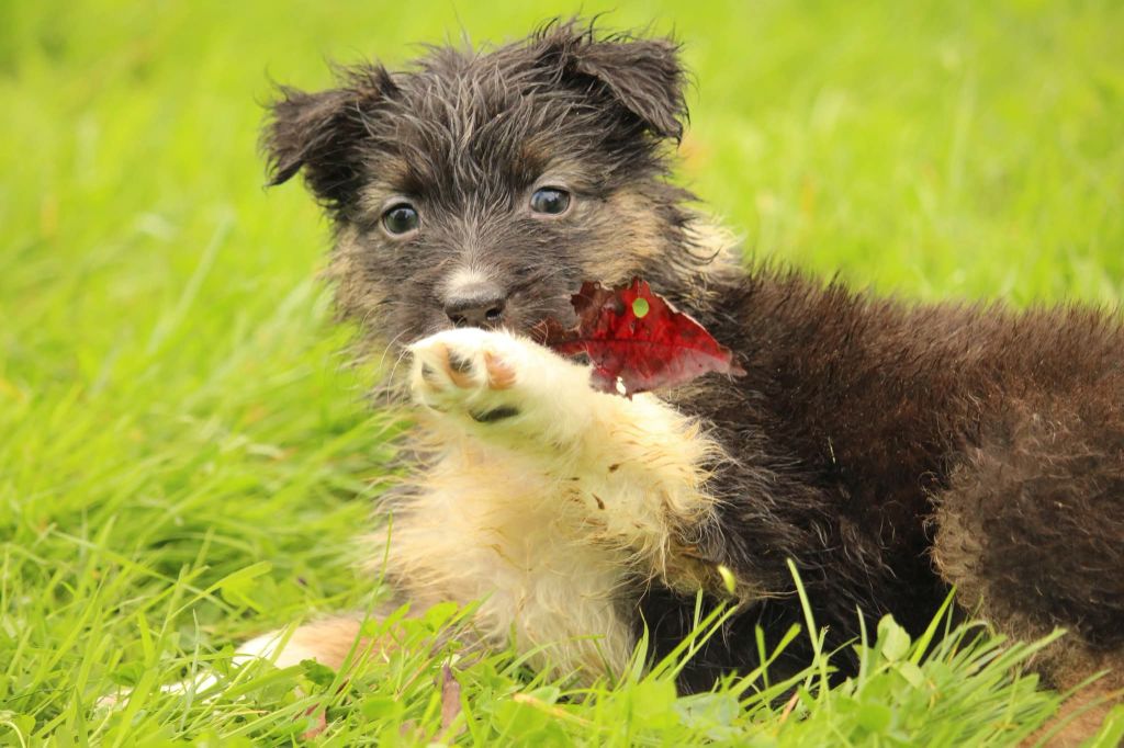 Of The Lion City - Chiots disponibles - Berger Australien