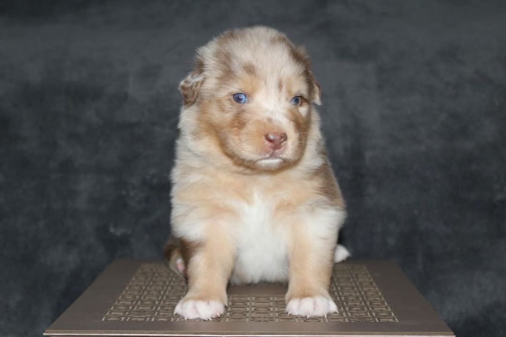 Of The Lion City - Chiots disponibles - Berger Australien