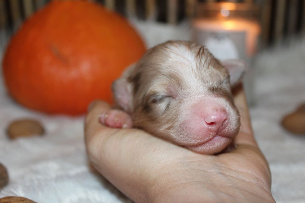 Of The Lion City - Chiots disponibles - Berger Australien