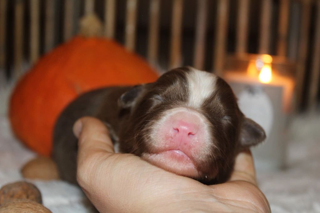 Of The Lion City - Chiots disponibles - Berger Australien