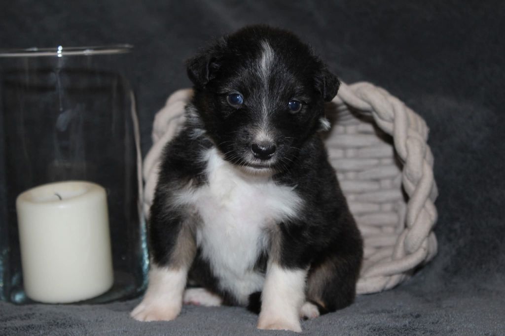 Of The Lion City - Chiots disponibles - Berger Australien