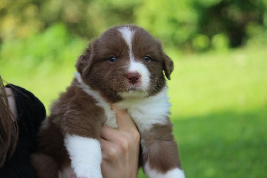 Of The Lion City - Chiots disponibles - Berger Australien