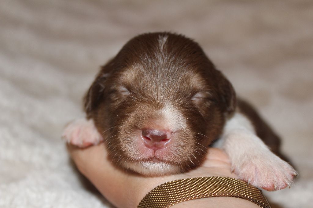 Of The Lion City - Chiots disponibles - Berger Australien