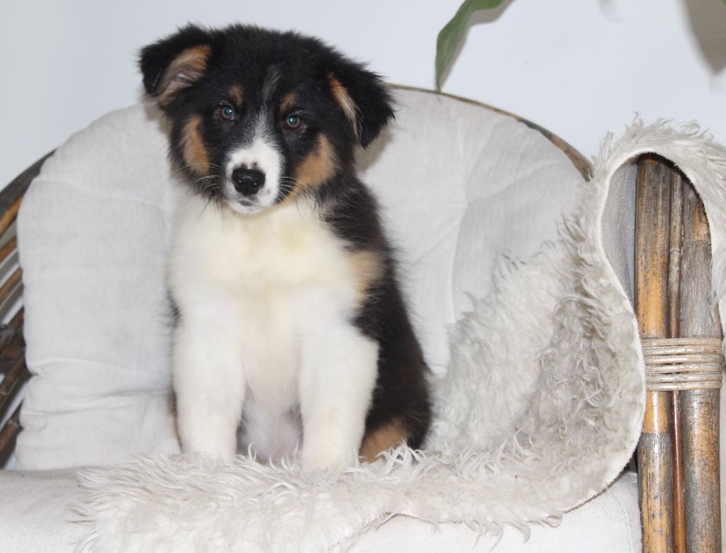 Of The Lion City - Chiots disponibles - Berger Australien