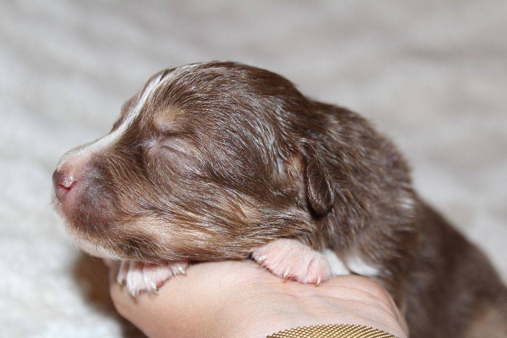 Of The Lion City - Chiots disponibles - Berger Australien