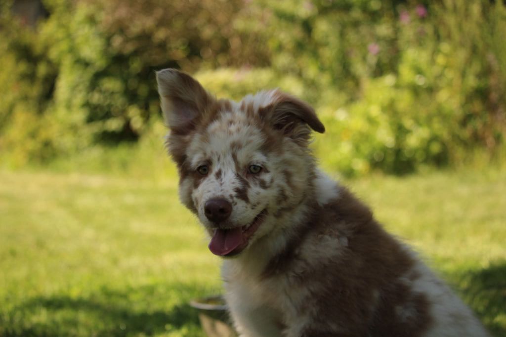 Of The Lion City - Chiots disponibles - Berger Australien
