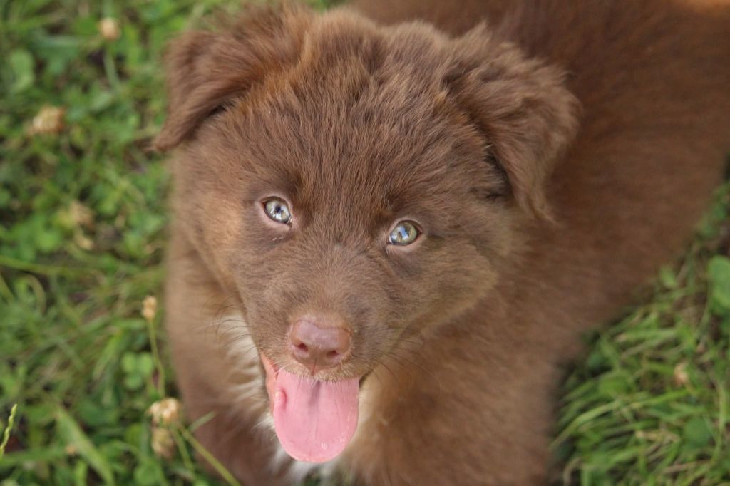 Of The Lion City - Chiots disponibles - Berger Australien