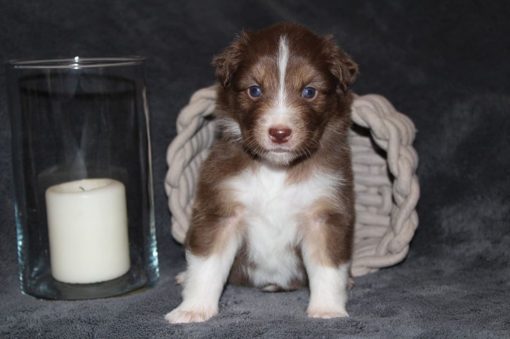 Of The Lion City - Chiots disponibles - Berger Australien