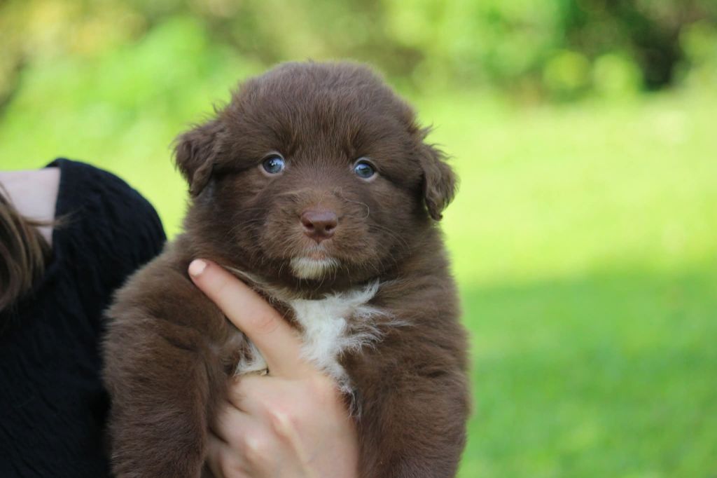 Of The Lion City - Chiots disponibles - Berger Australien