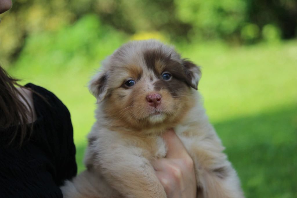 Of The Lion City - Chiots disponibles - Berger Australien