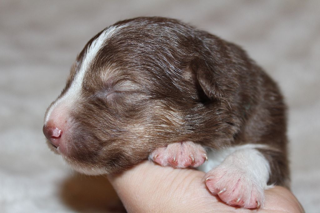 Of The Lion City - Chiots disponibles - Berger Australien