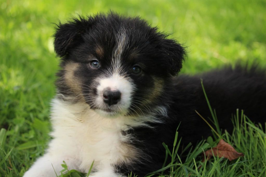 Of The Lion City - Chiots disponibles - Berger Australien