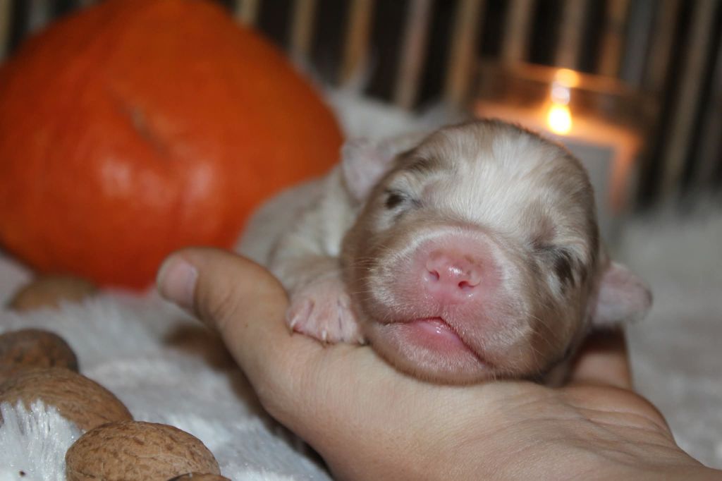 Of The Lion City - Chiots disponibles - Berger Australien