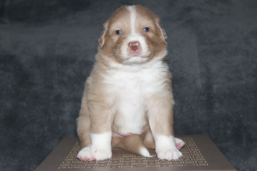 Of The Lion City - Chiots disponibles - Berger Australien