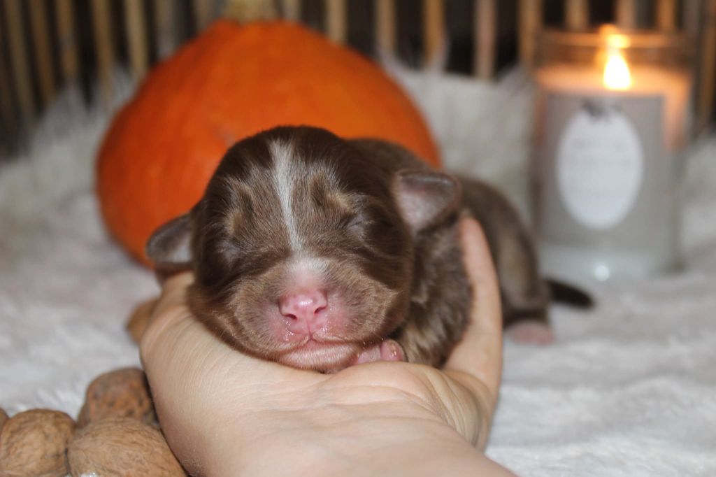 Of The Lion City - Chiots disponibles - Berger Australien