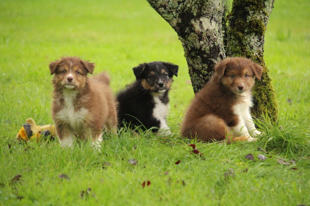 Of The Lion City - Berger Australien - Portée née le 03/08/2025