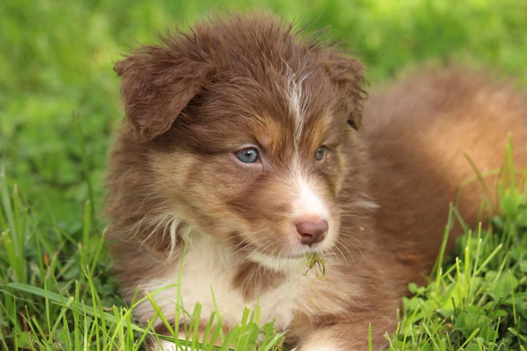 Of The Lion City - Chiots disponibles - Berger Australien