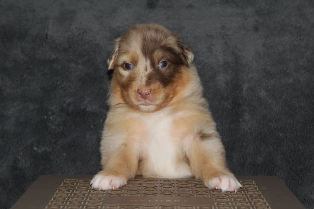 Of The Lion City - Chiots disponibles - Berger Australien